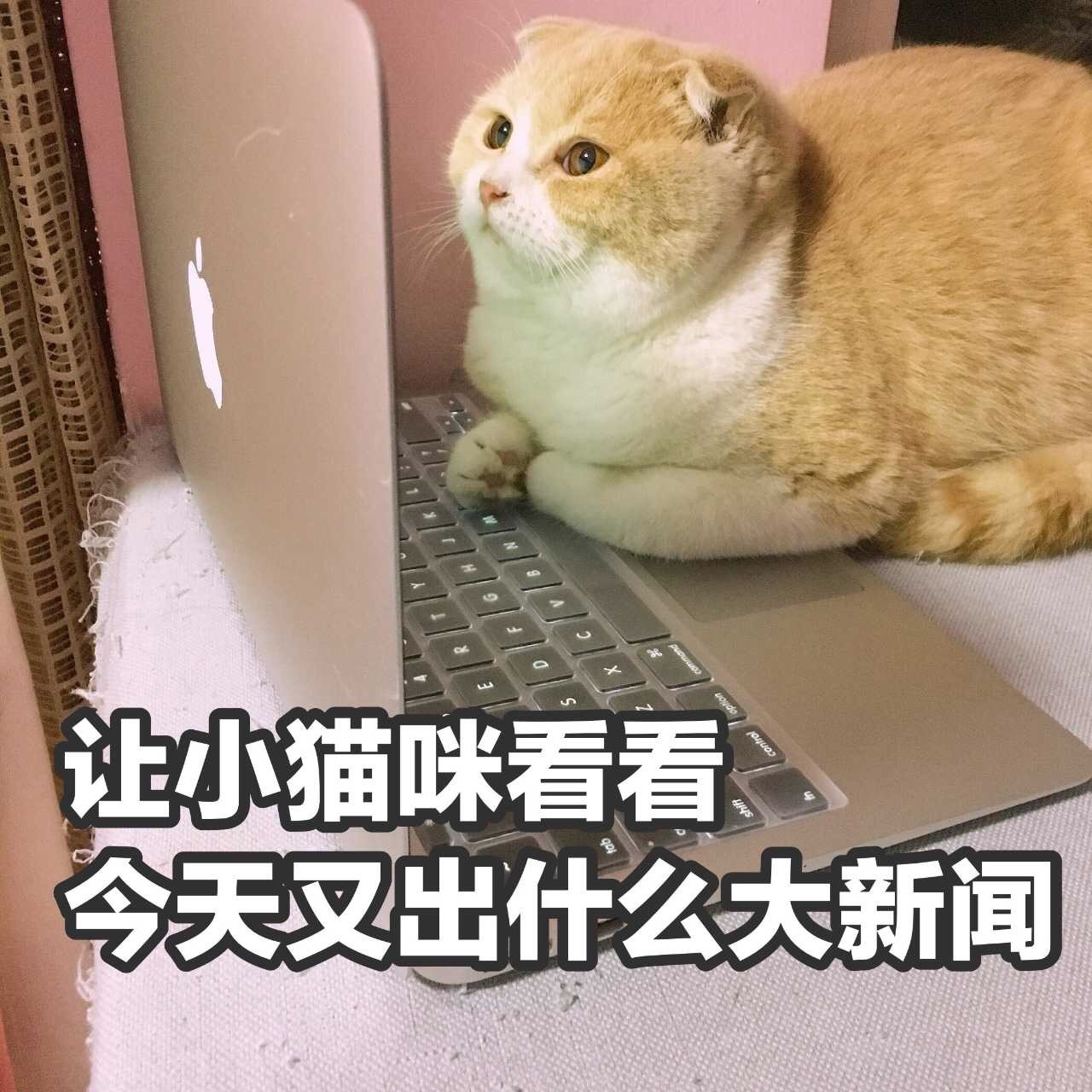 猫咪新闻播报软件下载苹果海外版tiktok官网入口