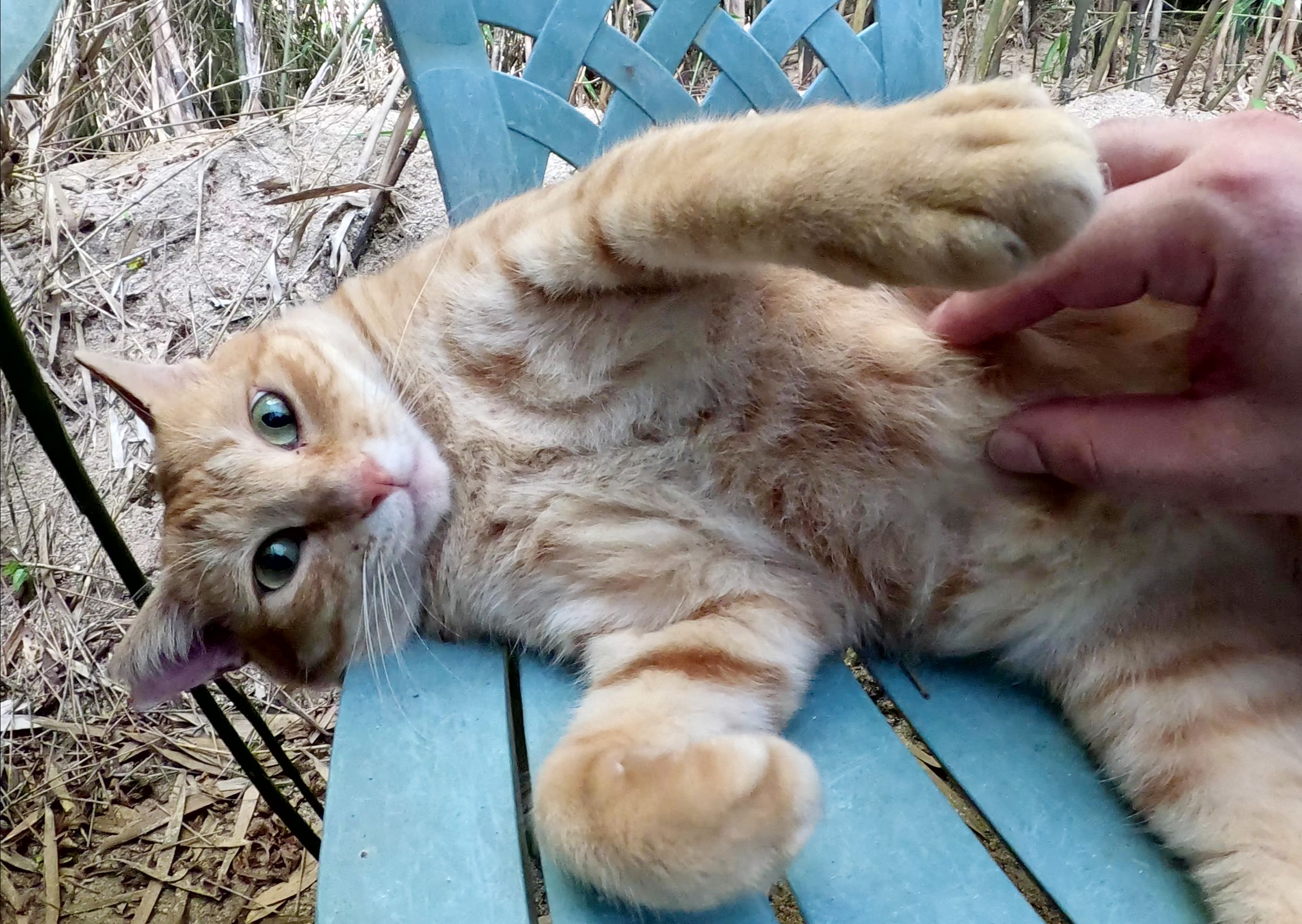 橙猫苹果版蓝猫官方ios版下载